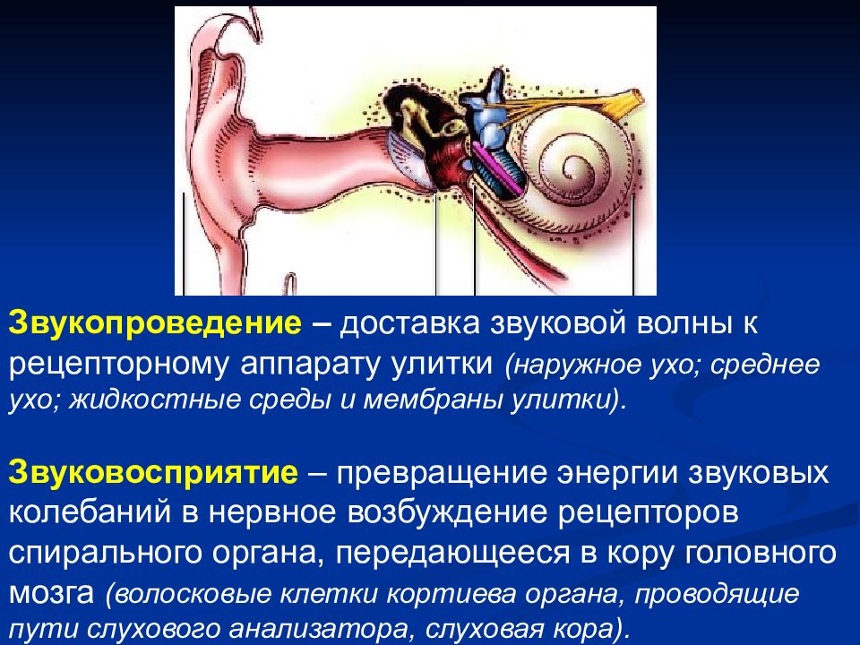 Рассмотрите на втором форзаце рисунок органа слуха проследите как звуковые колебания превращаются в