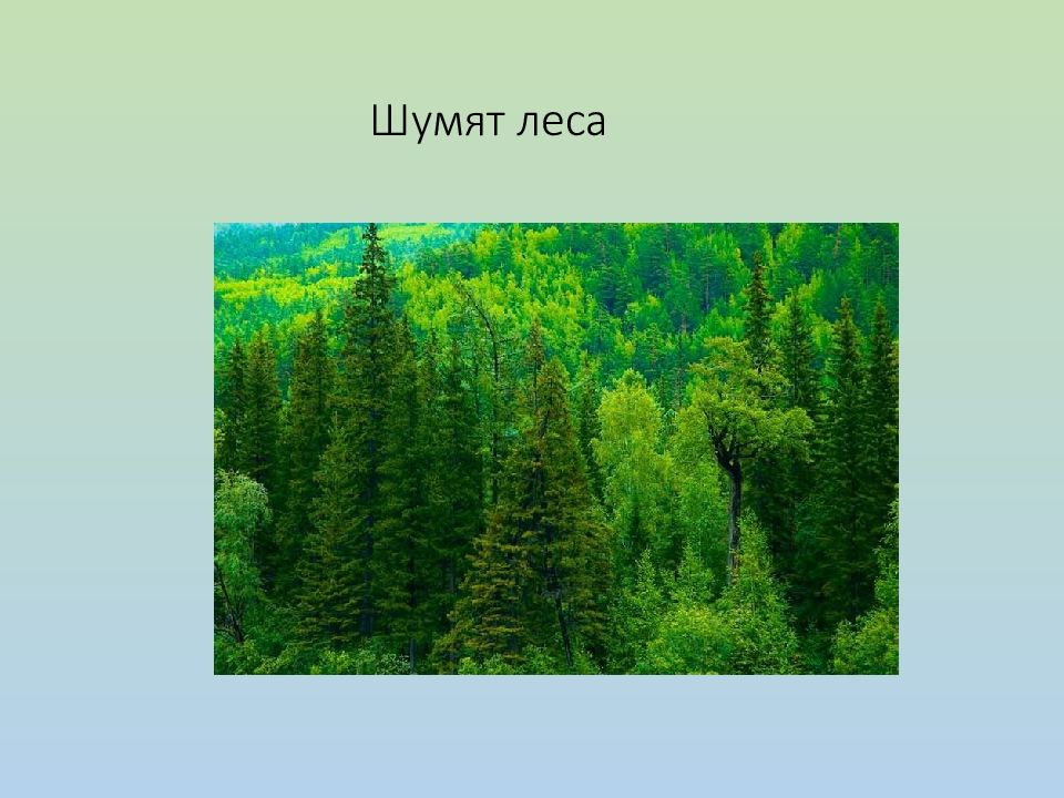 Почему лес называют дремучим. Леса шумят. Особенности леса. Шумный лес. Леса земли презентация.