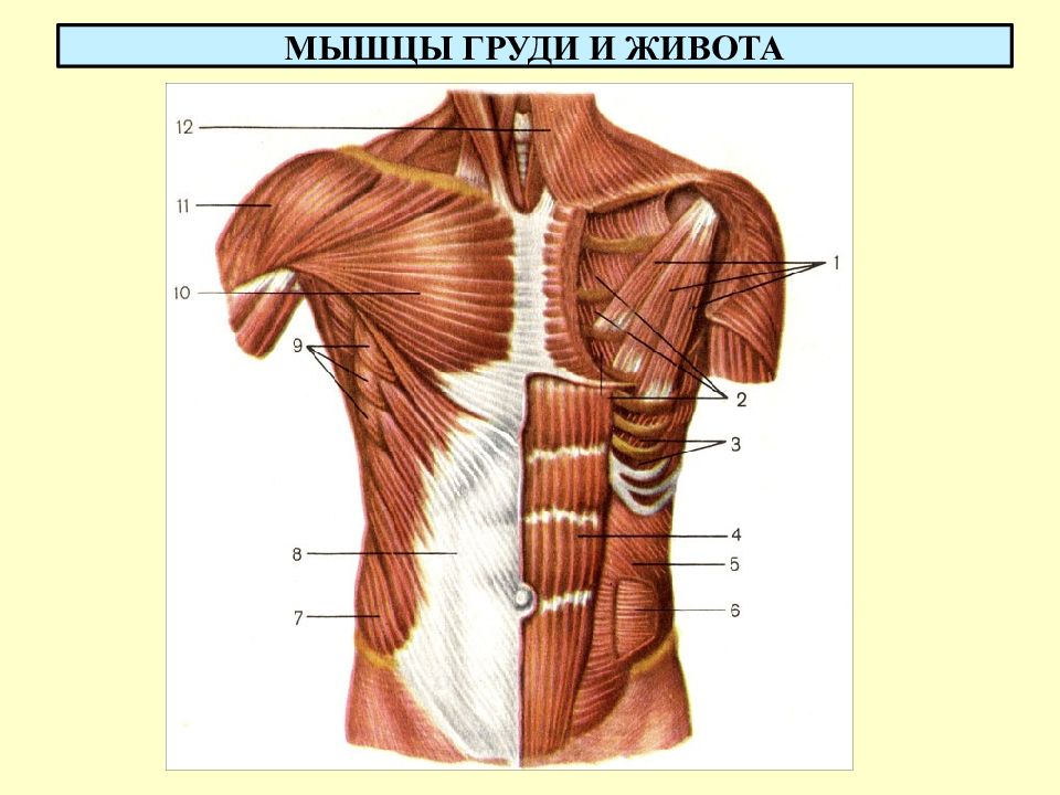 Мышцы живота презентация по анатомии