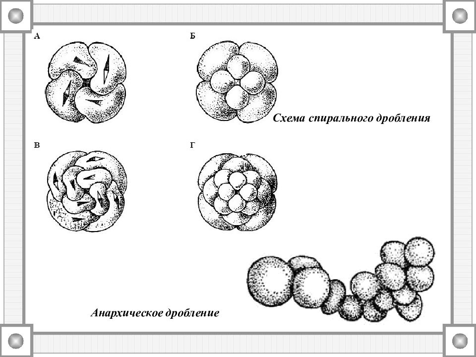 Дробление форум. Спиральное детерминированное дробление. Спиральное дробление зиготы. Радиальное билатеральное спиральное дробление. Спиральный Тип дробления.