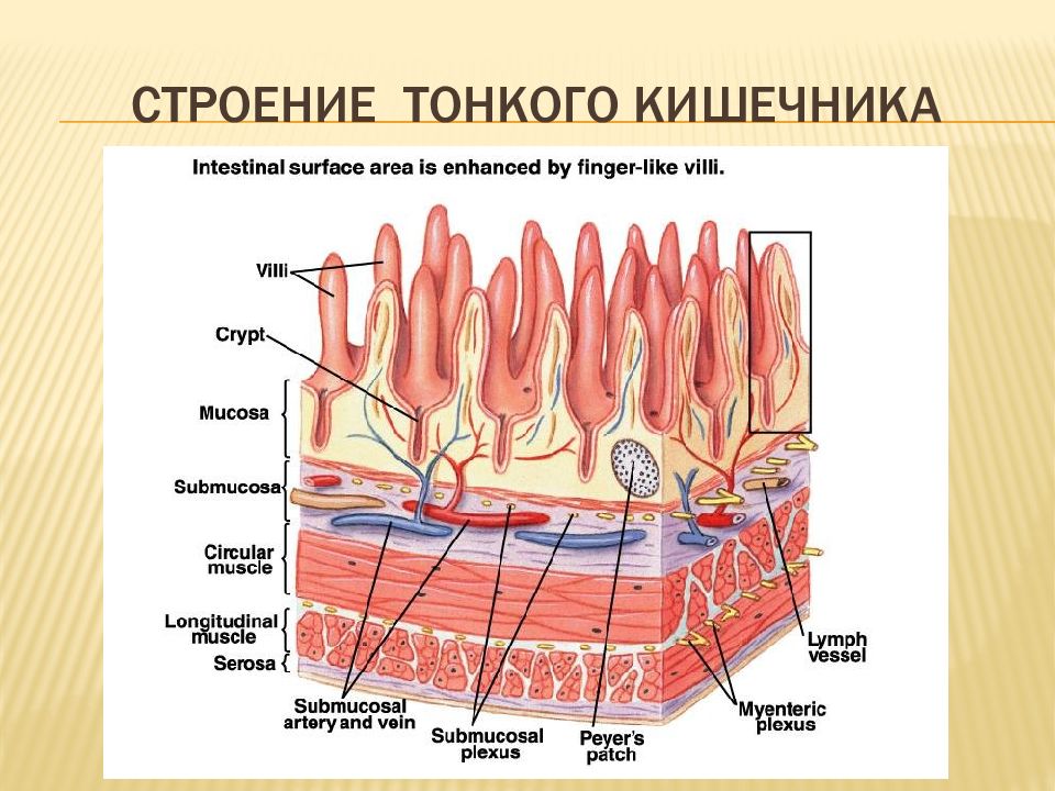 Функция ворсинок тонкого кишечника. Тонкая кишка анатомия строение. Строение ворсинок толстой кишки. Строение ворсинки тонкой кишки анатомия. Тонкий кишечник строение.