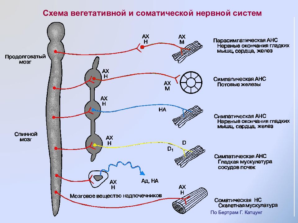 Система рецепторов. Медиаторы и рецепторы вегетативной нервной системы. Медиаторы вегетативной нервной системы. Схема медиаторов вегетативной нервной системы. Медиаторы и рецепторы вегетативной нервной системы физиология.