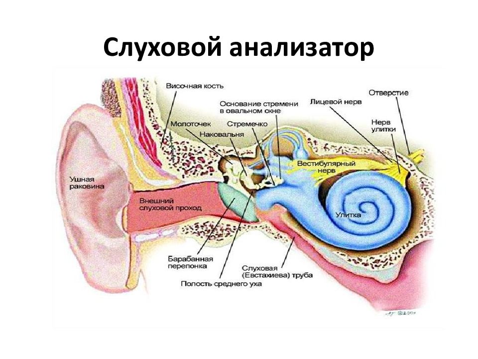 Какой цифрой на рисунке обозначена часть слухового анализатора передающая звуковые колебания от нар