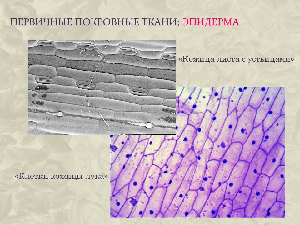Клетка покровной ткани листа. Покровные ткани растений эпидерма. Покровная ткань листа эпидерма. Строение покровной ткани эпидермиса листа. Покровная эпидермис ткань растений рисунок.