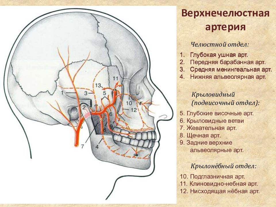 Презентация органы головы и шеи