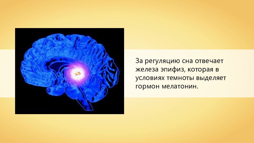 Центр сна в мозге