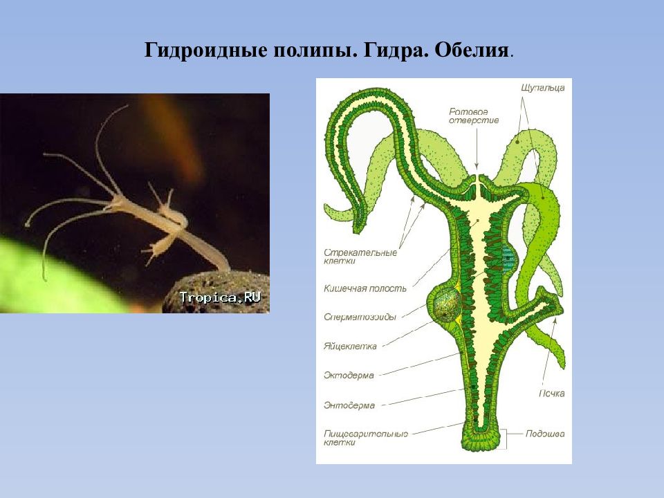 Гидра животное строение рисунок