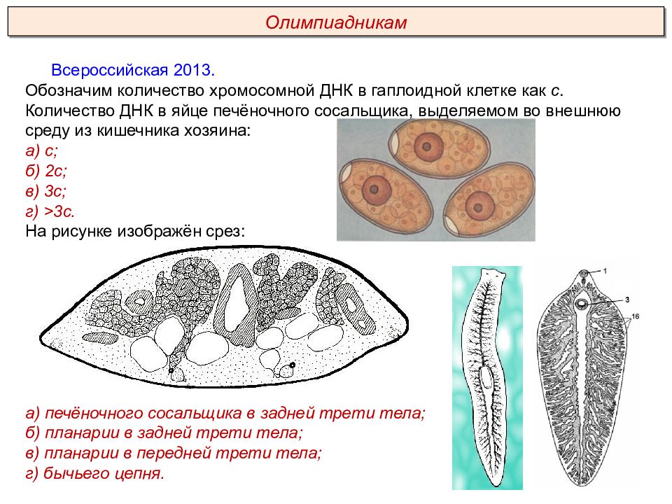 Черви егэ презентация