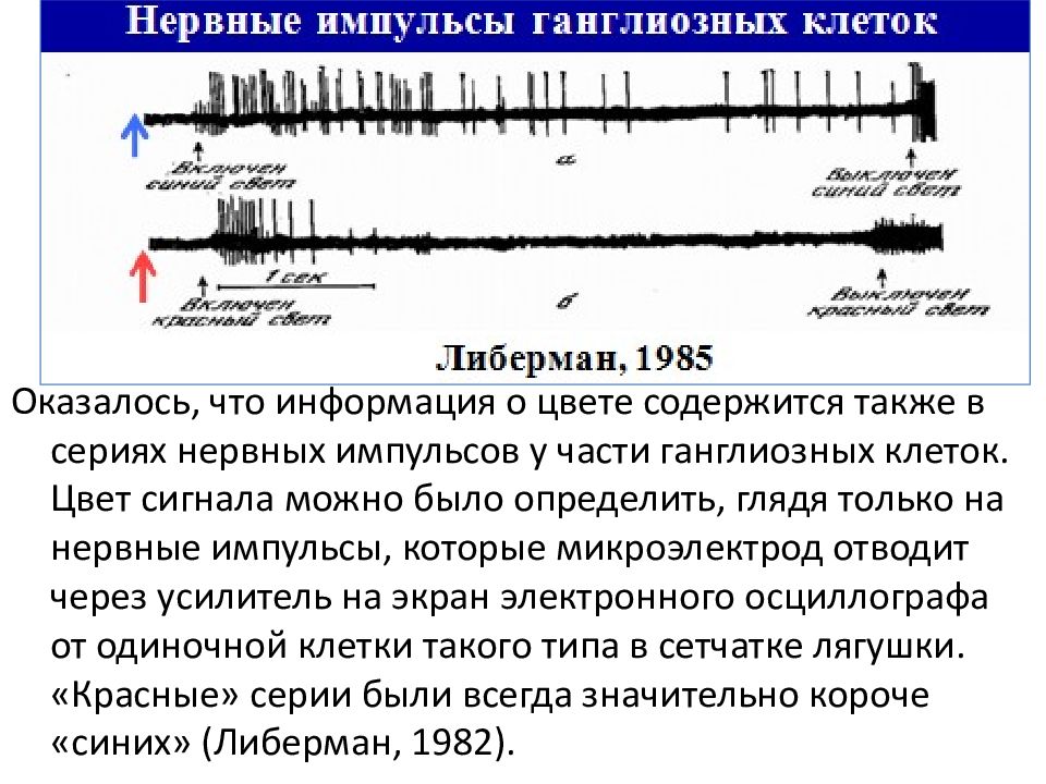 Нервным импульсом называют. Датчик нервных импульсов. Амплитуда нервного импульса. Характерные свойства нервного импульса амплитуда. Либерман биофизика клетки