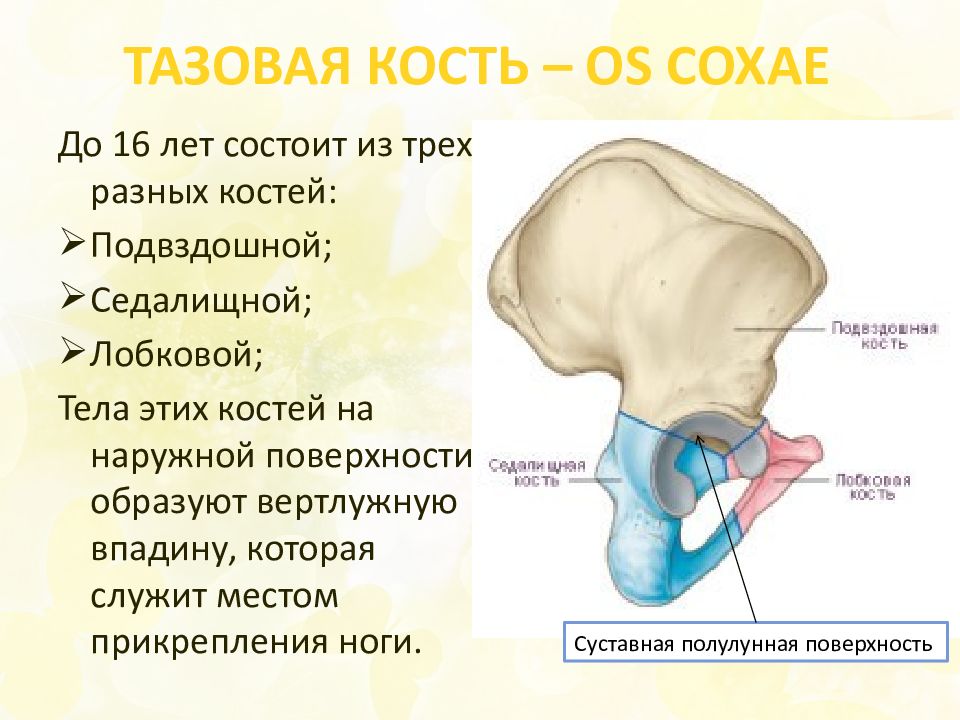 Подвздошная кость лобковая