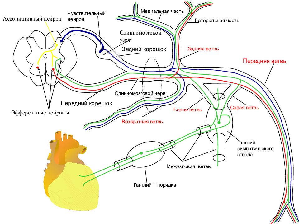 Функции чувствительных и двигательных нейронов. Ветви спинномозгового нерва схема. Ассоциативные Нейроны. Передние ветви спинномозговых нервов. Афферентный эфферентный ассоциативный.