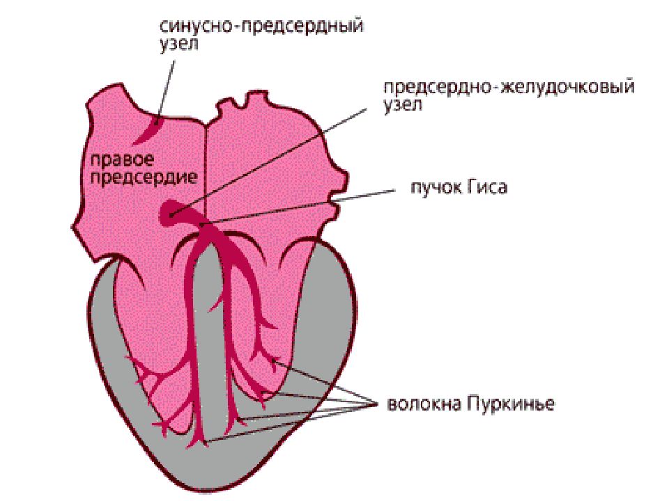 Синусно предсердный узел находится