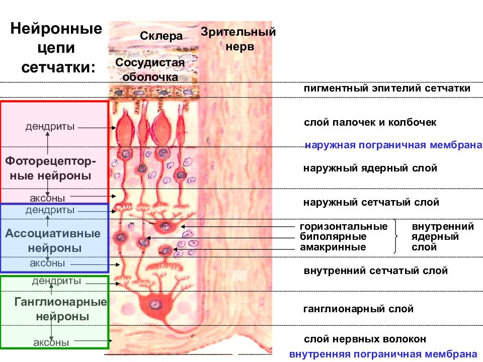 Схема нейрональной организации сетчатки