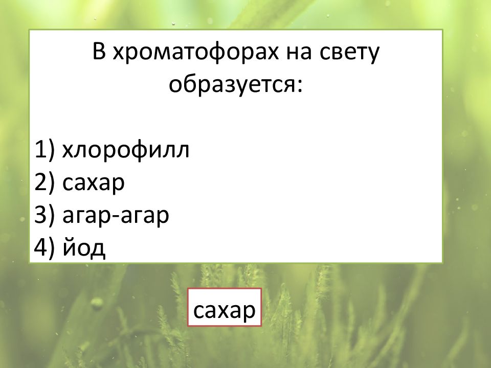 Водоросли их многообразие в природе презентация 6 класс пономарева