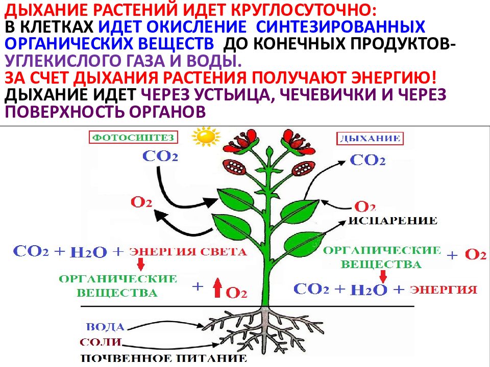 Дыхание растений происходит