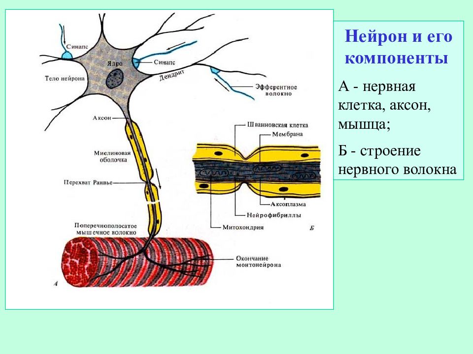 Синапс нервной клетки. Нервное волокно это Аксон. Строение нейрона на латыни. Нейрон его строение и классификация физиология. Аксон эфферентного нейрона.