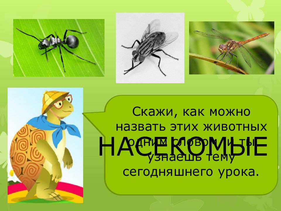 Насекомые урок 1 классе. Насекомые презентация. Кто такие насекомые 1 класс окружающий мир. Презентация по биологии на тему насекомые. Кто такие насекомые строители.