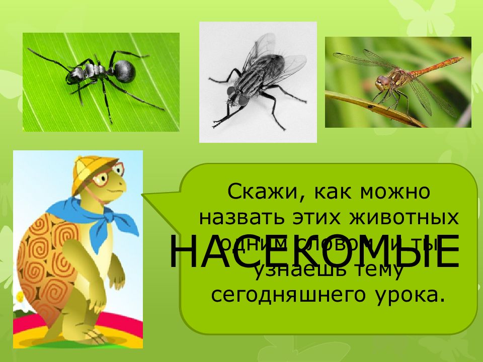 Кто такие насекомые 1 класс. Кто же такие насекомые. Загадка мы Лесные жители Мудрые строители ответ. Алиса скажи кто такие насекомые 1 класс. Первые уроки. Насекомые Хатбер.