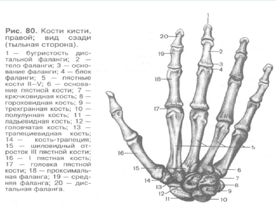 Кости запястья анатомия человека рисунок с подписями