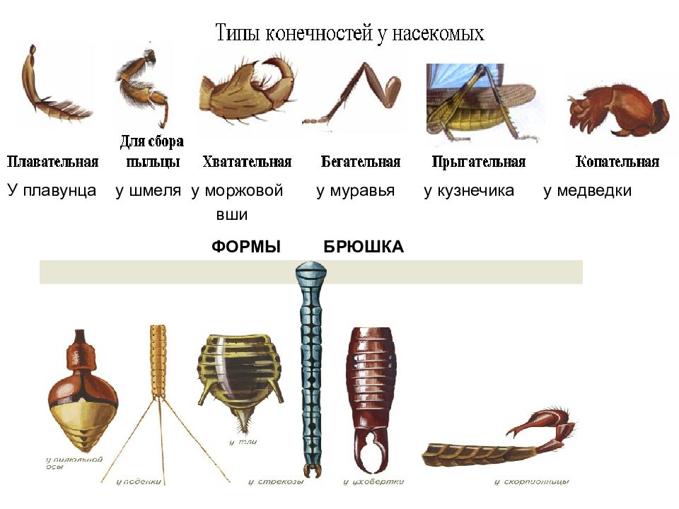 Лапки насекомых картинки