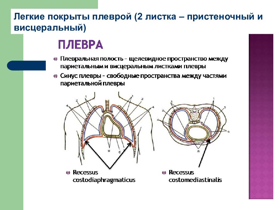 Синусы легких свободны. Синусы плевры анатомия. Висцеральный листок плевры покрывает. Синусы легкого анатомия. Реберно диафрагмальный синус плевры.