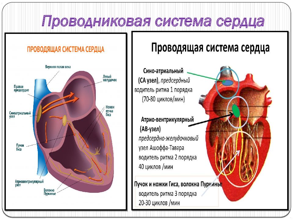 Проводящая система сердца проводит. Отделы проводящей системы сердца. Проводниковая система сердца. Проводящая система сердца человека. Сердечно сосудистая система сердце.