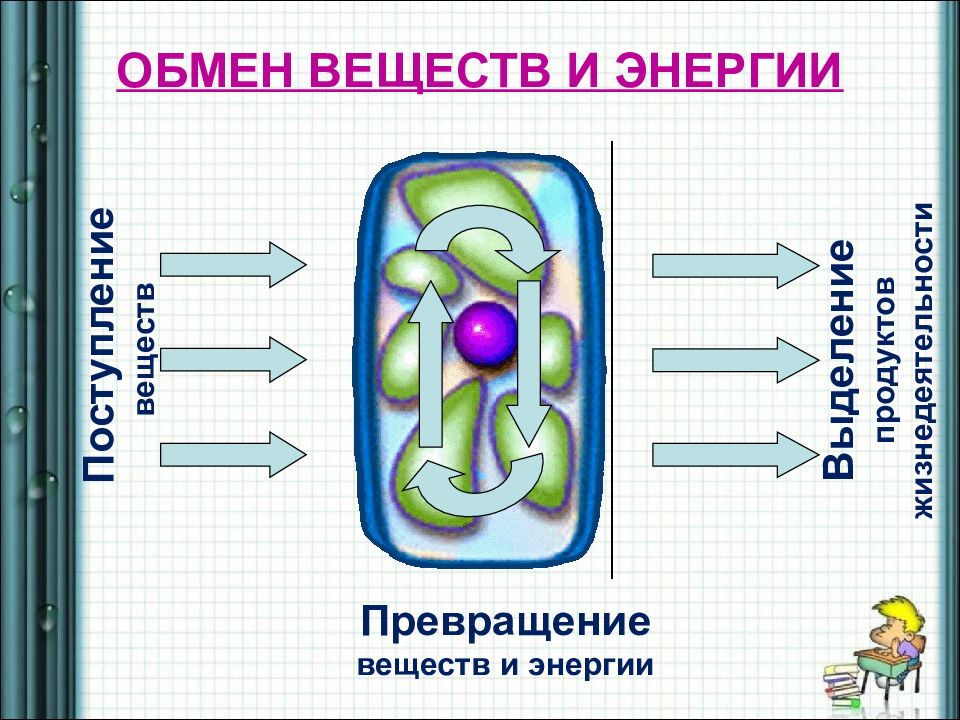 Обмен 8 класс. Обмен веществ и энергии. Обменвеществ и ээнергии. Обобмен веществ и энергии. Обмен веществ и энергии это в биологии.