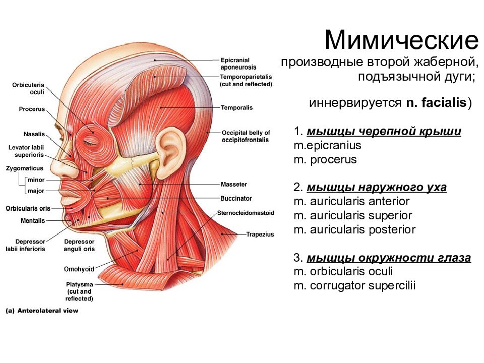 Схема мышцы шеи человека