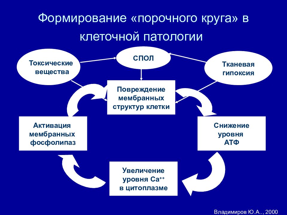 Порочный круг. Механизм порочного круга патофизиология. Порочный круг патологическая физиология. Формирование порочного круга. Формирование порочного круга в патологии.