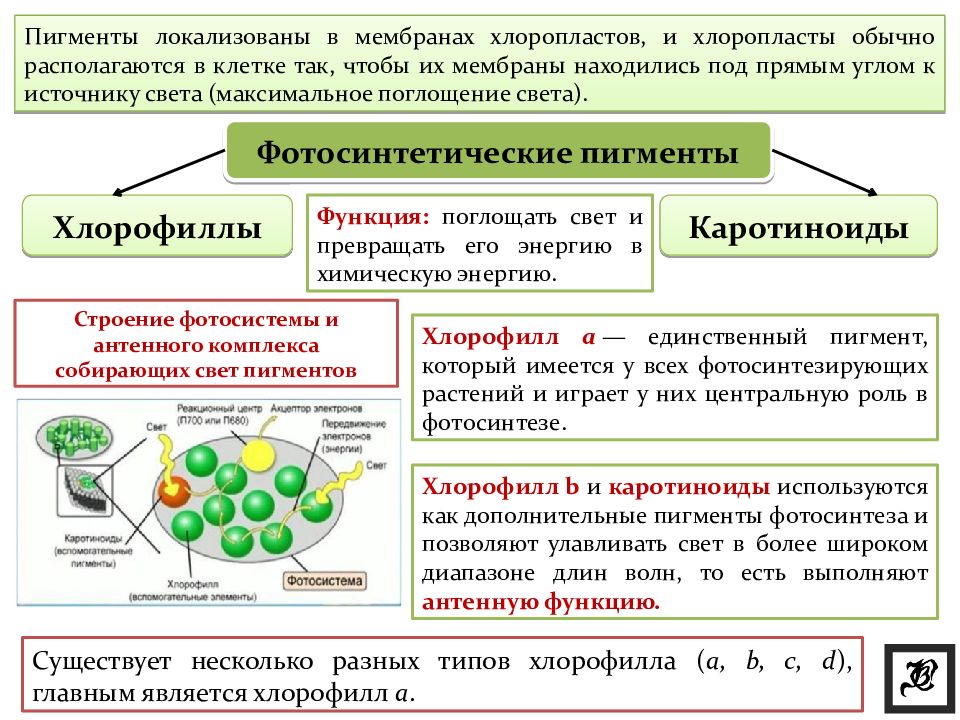 Пигменты растений презентация