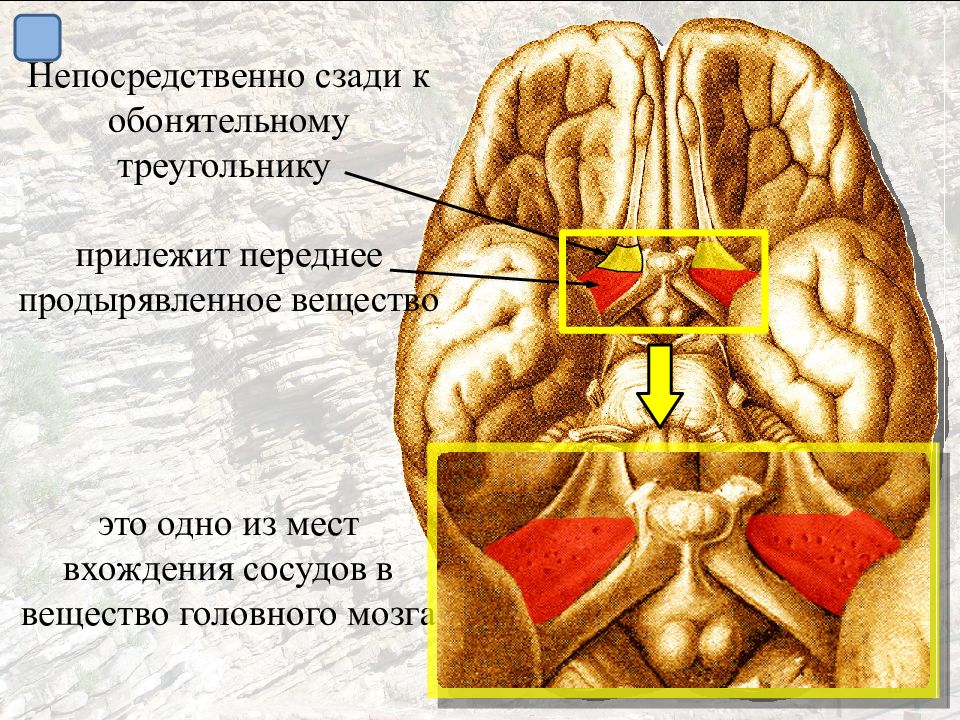 Обонятельные доли мозга. Заднее продырявленное вещество мозга. Зрительный треугольник обонятельный нерв. Обонятельный треугольник мозга. Обонятельный тракт головного мозга.