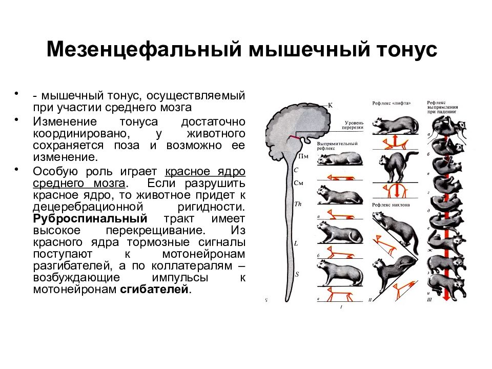 Тонус мышц. Мезенцефальный мышечный тонус. Мышечный тонус бульбарного животного. Состояние мышечного тонуса мезенцефального животного. Центр регуляции мышечного тонуса.