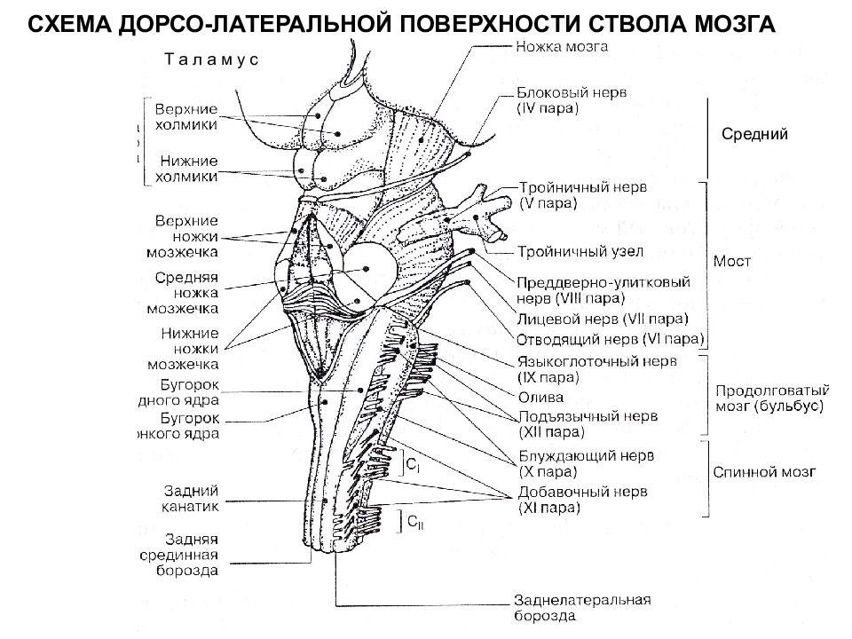 Отделы ствола головного мозга. Схема дорсальной поверхности мозгового ствола. Каудальный отдел продолговатого мозга. Дорзальная поверхность ствола мозга. Каудальные отделы ствола мозга.