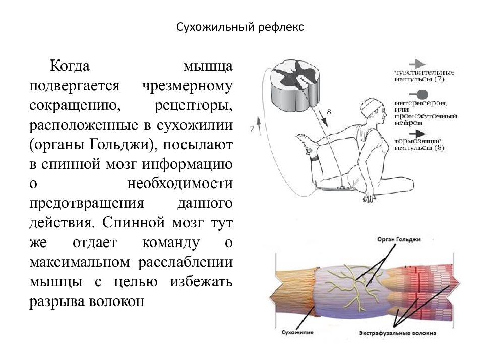 Рефлекс мышц. Рефлекс с сухожильных рецепторов Гольджи. Рефлекс сухожилия двуглавой мышцы. Рефлекс с сухожильных рецепторов. Сухожильный рефлекс Гольджи схема.