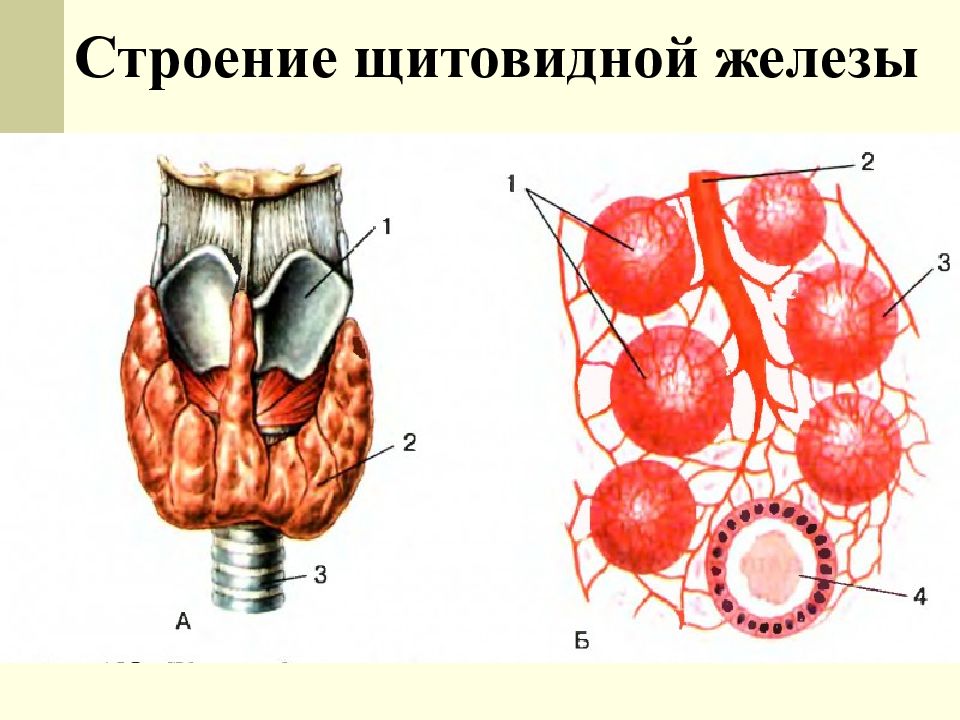 Анатомия и физиология щитовидной железы презентация