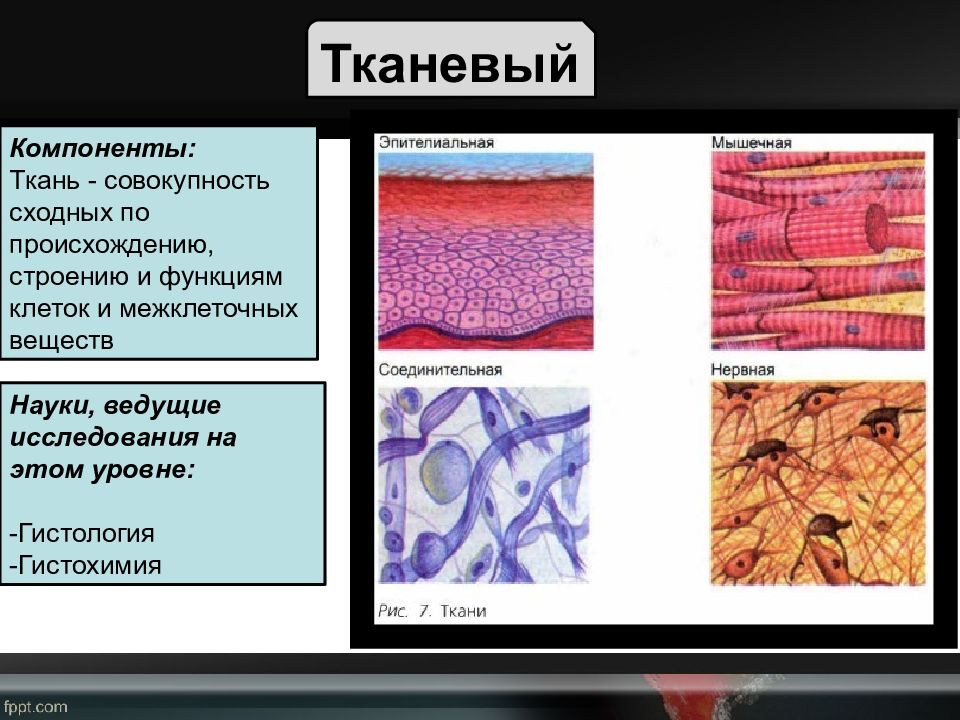 Соединительная нервная. Ткань это совокупность клеток. Проламеллярное тело строение. Проламеллярное тело стоокние.