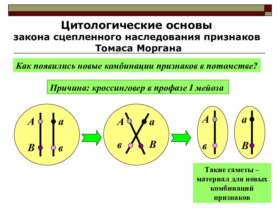 Презентация цитологические основы наследования признаков