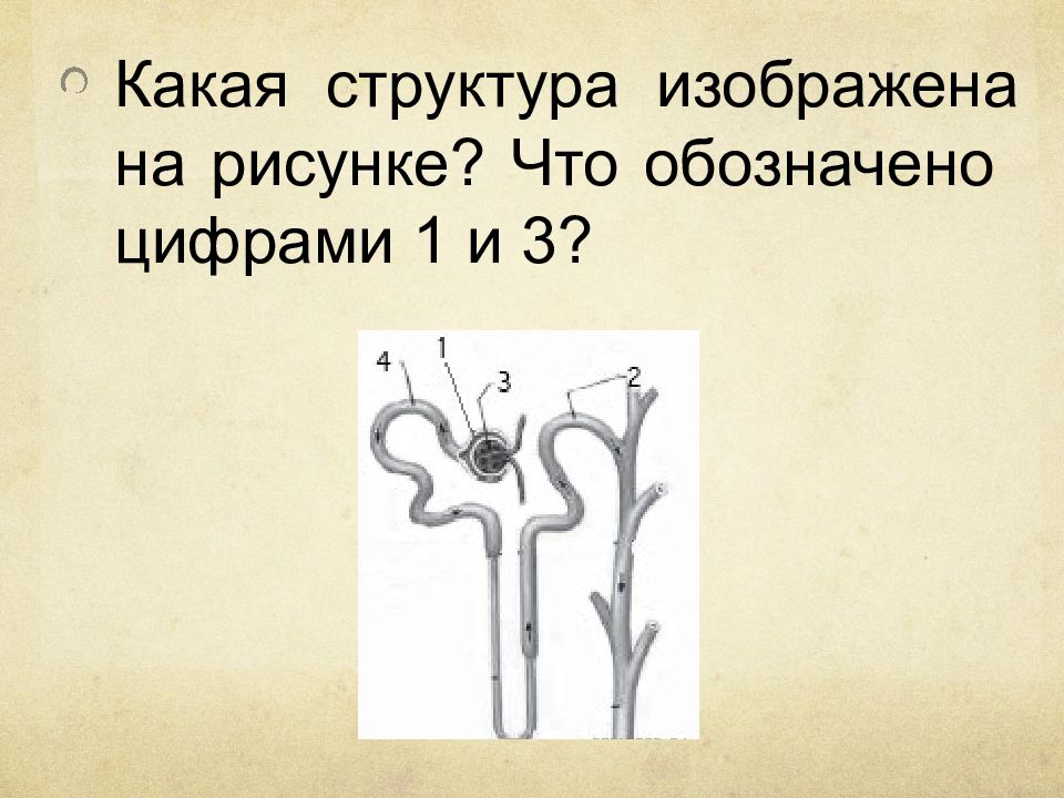 На рисунке изображено под цифрой 4. Какая структура изображена на рисунке.