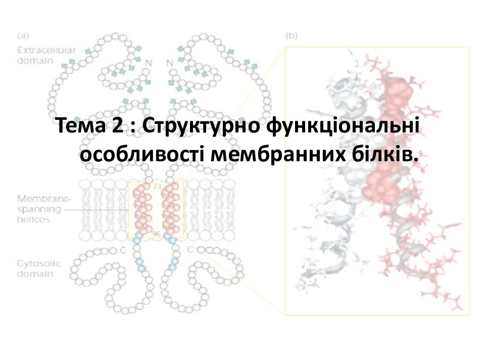 Тема 2 : Структурно функціональні особливості мембранних білків