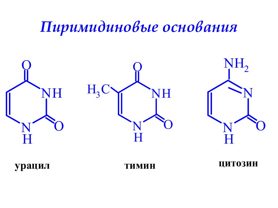 Цитозин соответствует. Тимин и цитозин пиримидиновые. Пиримидиновые нуклеиновые основания: урацил, Тимин. Пиримидиновые урацил Тимин цитозин. Азотистые основания урацил Тимин цитозин.