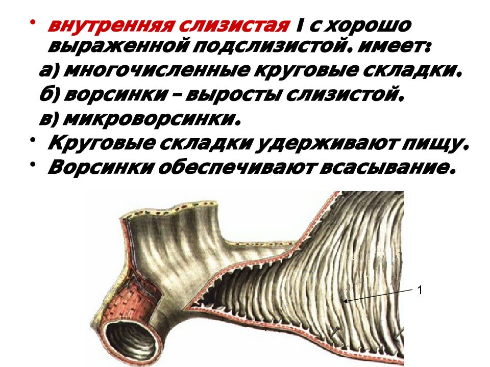 Внутренняя слизистая. Слизистая имеет круговые складки.