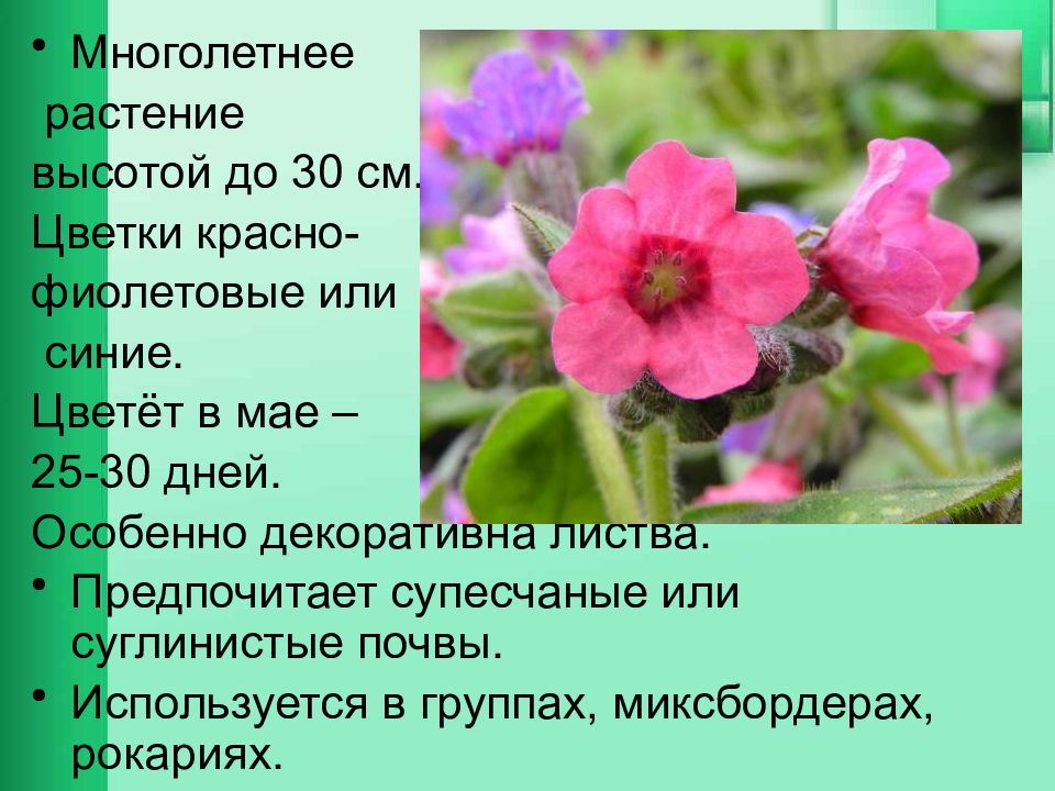 мускари голубой красная книга. жизненные формы растений кустарнички. растения и их высота. жизненная форма кустарник. растения и их высота.