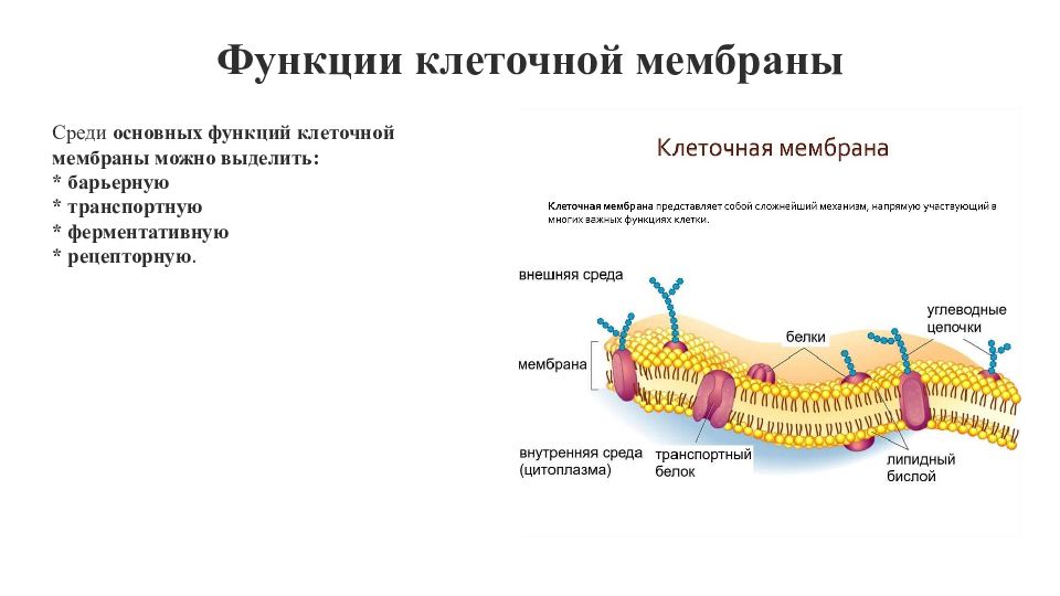 Функции клеточной системы. Барьерная функция клеточной мембраны. Рецепторная функция клеточной оболочки. Барьерную функцию в клеточной мембране выполняют. Барьерная функция мембраны клетки.