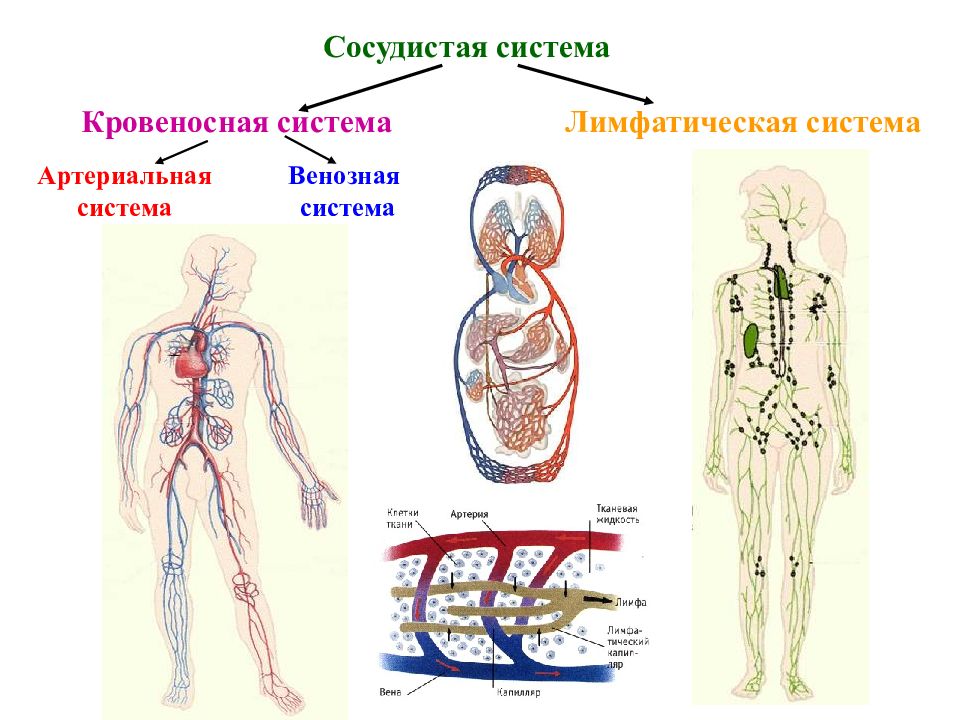 Кровеносная и лимфатическая система