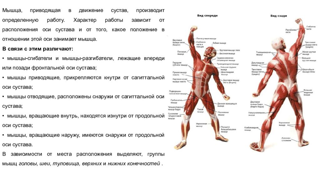 Тело начинается. Общая анатомия мышц. Мышцы туловища верхних и нижних конечностей. Мышцы обеспечивающие движение. Мышцы приводящие в движение суставы.