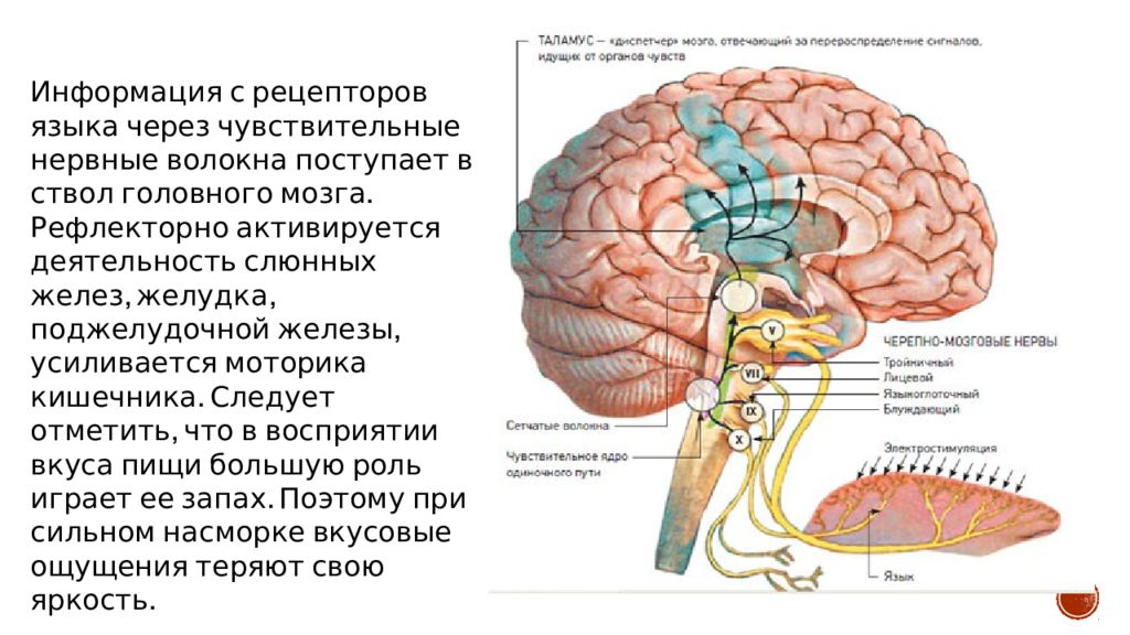 Головной мозг связан со. Отдел головного мозга вкусового анализатора. Вкусовой анализатор мозг. Строение вкусового анализатора с мозгом. Вкусовой и обонятельный анализаторы.
