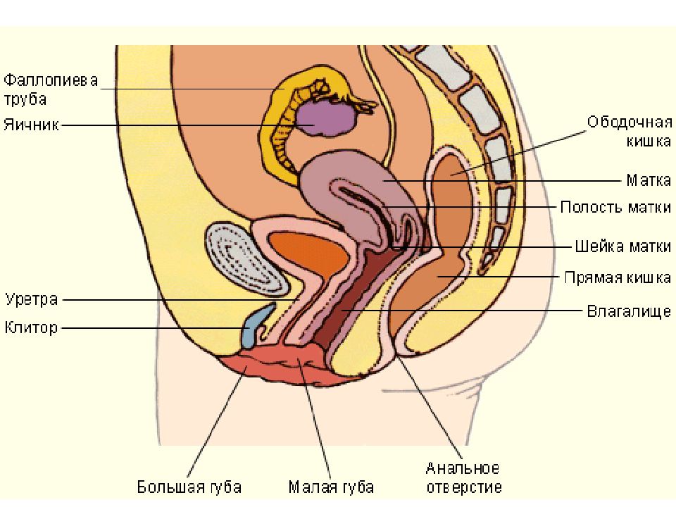 Презентация анатомия женских половых органов