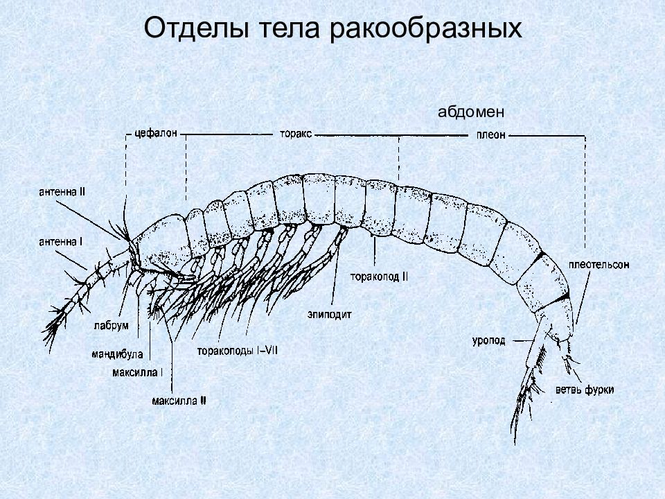 Отделы организма. Отделы тела ракообразных. Абдомен у ракообразных. Отделы тела ракообразных 7 класс. Ракообразные строение тела.