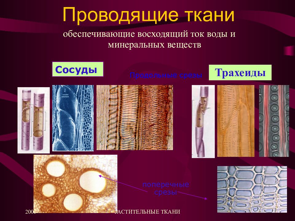 Проводящие элементы воды и минеральных солей. Трахеиды ткани растений. Проводящие ткани трахеиды. Проводящие ткани обеспечивают. Проводящая ткань растений.