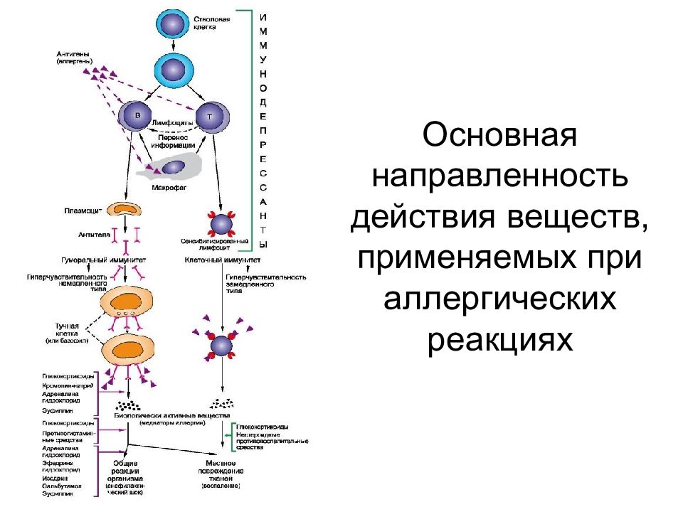 Механизм действия веществ. Аллергия гуморальный иммунитет. Механизм развития аллергических реакций гуморального типа. Лекарственные средства влияющие на иммунитет. Механизм действия основных иммунных препаратов.